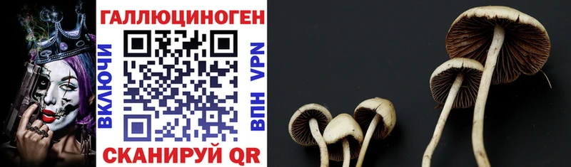 магазин продажи наркотиков  Оха  Галлюциногенные грибы Psilocybe 